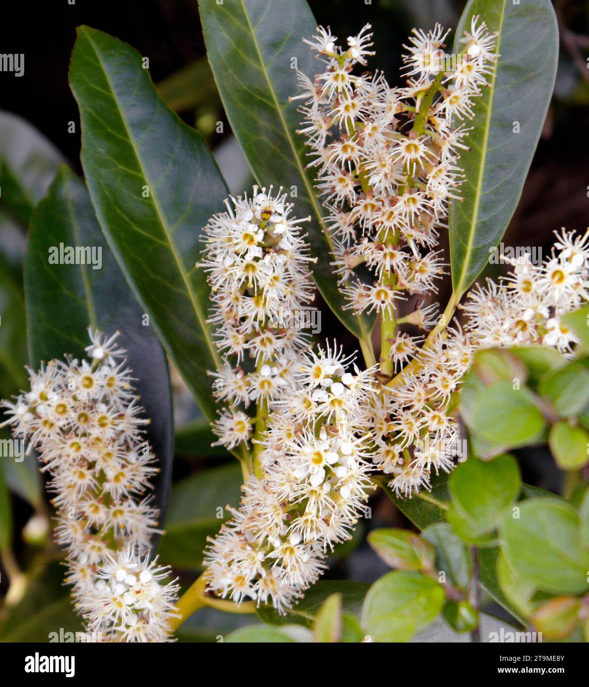 Prunus laurocerasus 'Otto Luyken' Lorbeerpflanze blüht im Mai Stockfoto