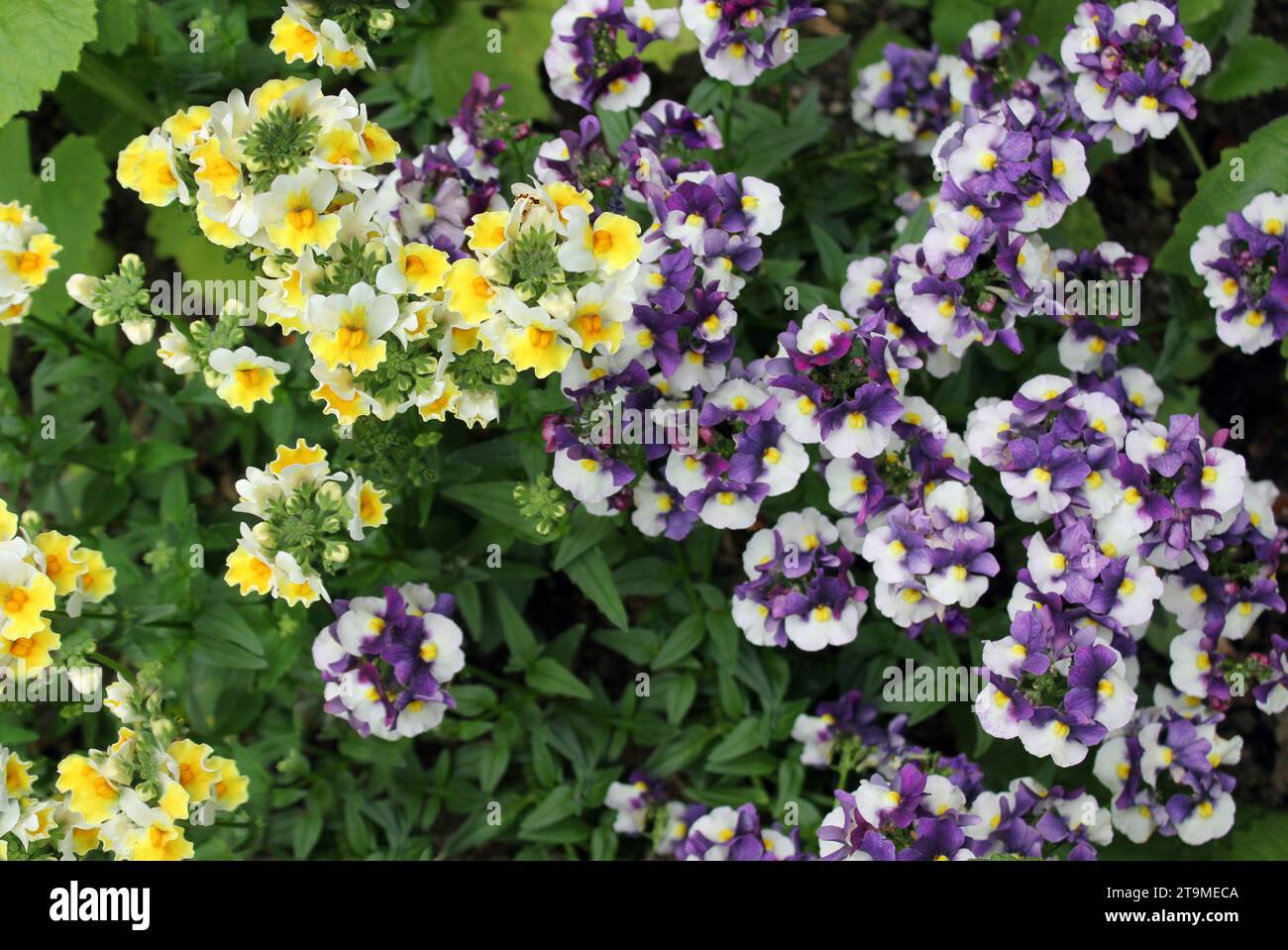 Hybride Nemesia Pflanzen Sunpeddle gelb weiß und Sunpeddle bemalt Pflaume zusammen in Gartenrand Stockfoto