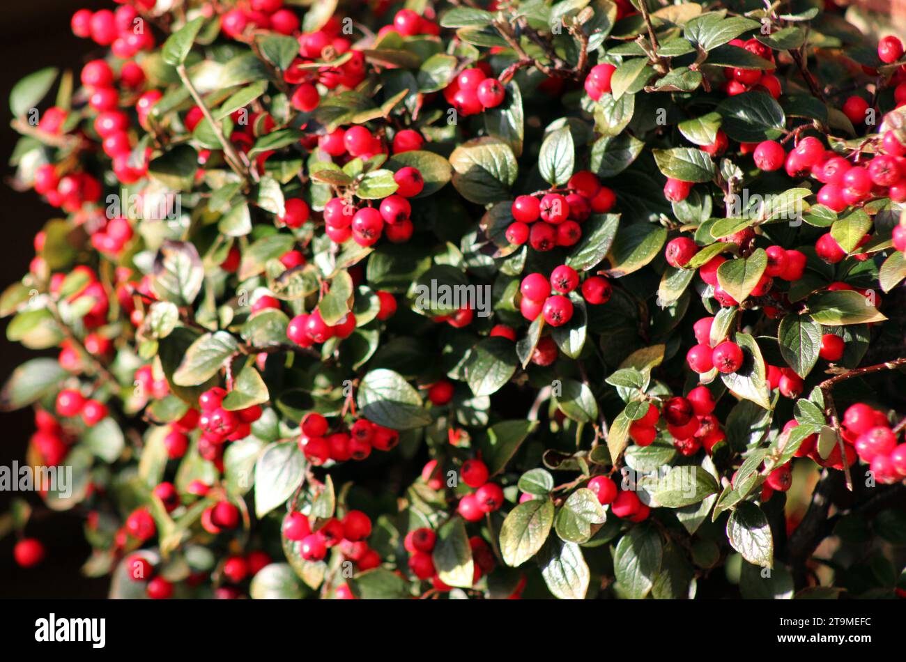 Haufen roter Herbstbeeren auf Cotoneaster divaricatus Stockfoto
