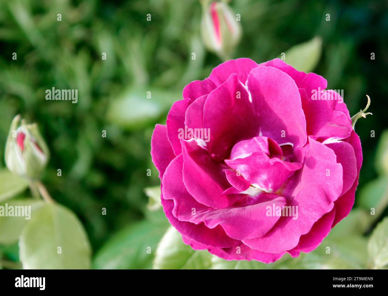 Halbblühende floribunda-Rose „Rhapsody in Blue“ in Frühlingssonne Stockfoto