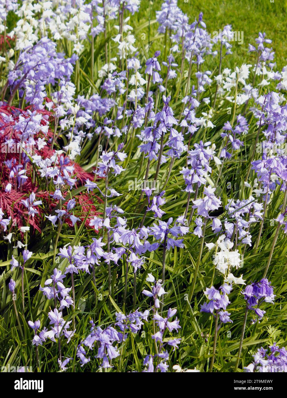 Ein Klumpen weißer und blauer Glocken im Grasland Stockfoto