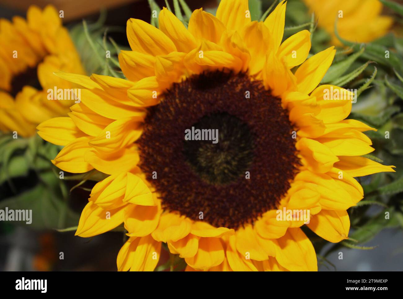 Gelbe gewöhnliche Sonnenblume (Helianthus annuus) Samenkopf Blüte Stockfoto