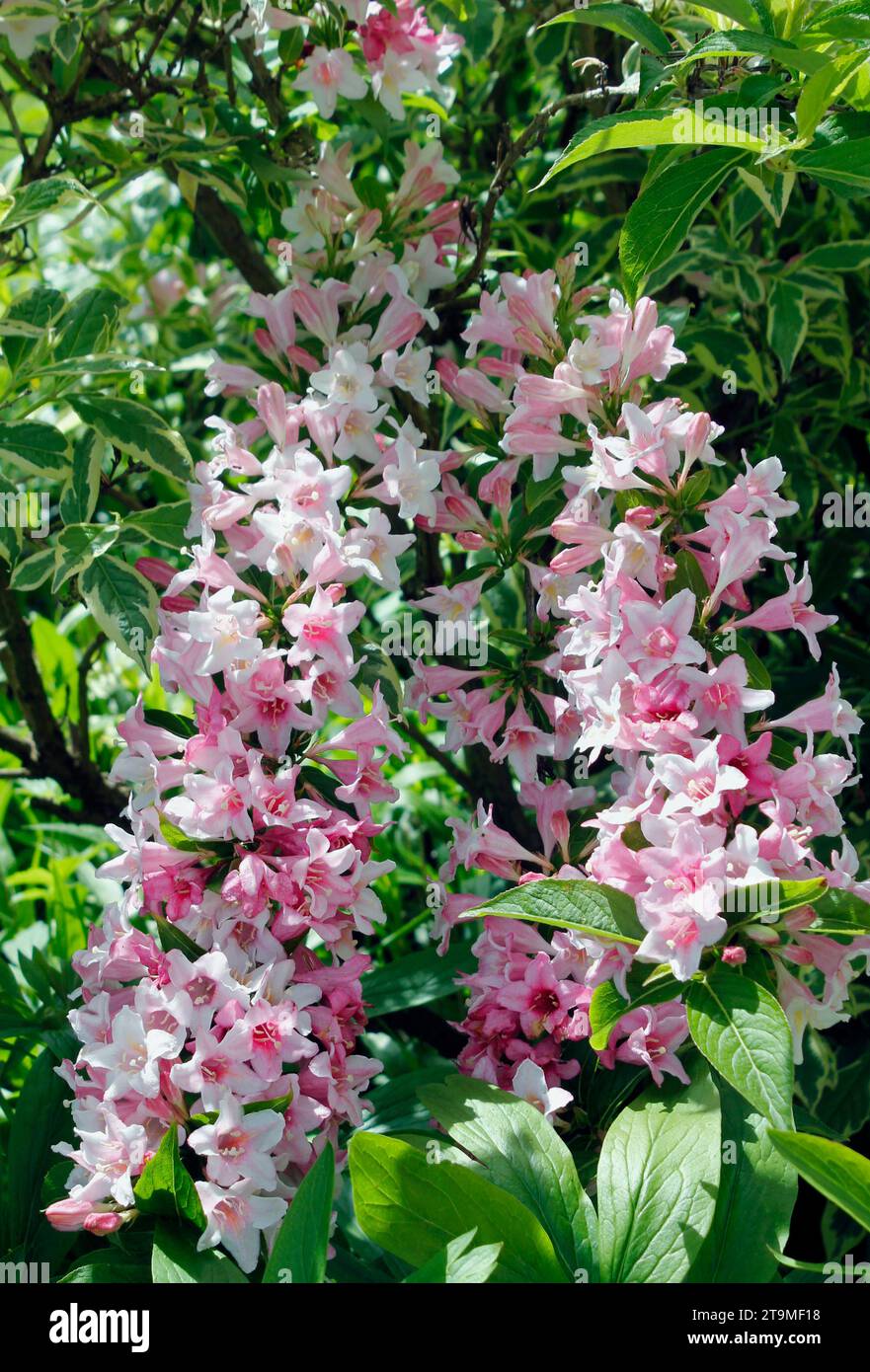 Üppige Blumen von Weigela 'Florida Variegta' im Mai Sonnenschein Stockfoto