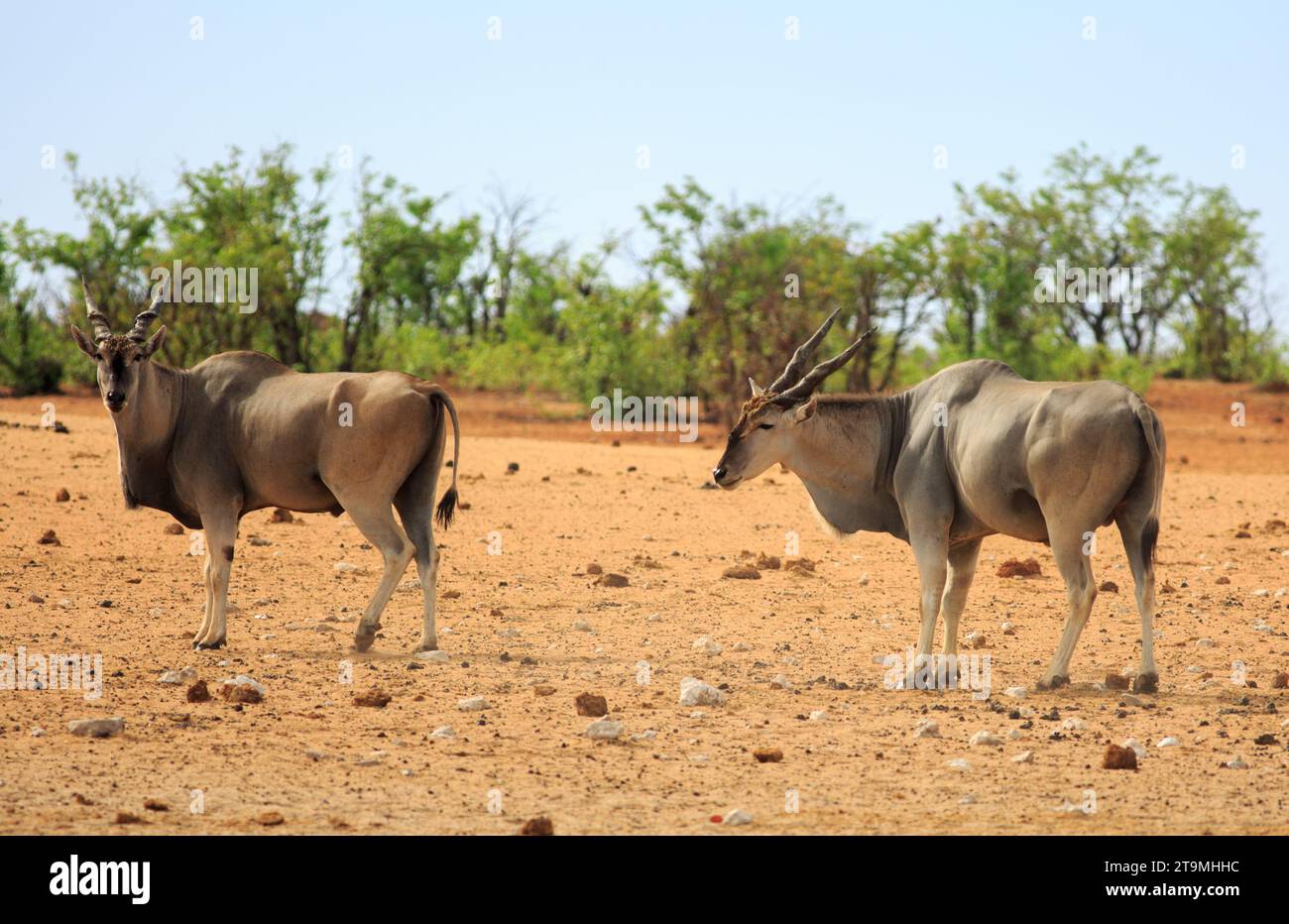 Zwei große Eland (Taurotragus oryx), die auf den trockenen afrikanischen Ebenen in Etosha stehen. Sie sind die zweitgrößte Antilope und können bis zu 940 kg wiegen. Th Stockfoto