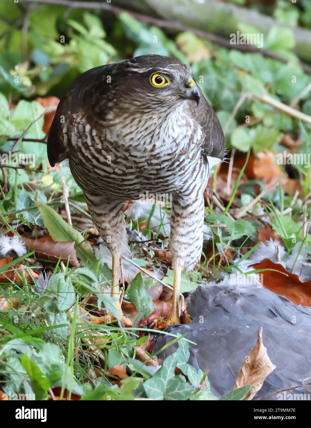 Ein weiblicher Sparrowhawk (Accipiter nisus) bei einem Waldtaubenmord in Cotswold Hills Gloucestershire Großbritannien Stockfoto