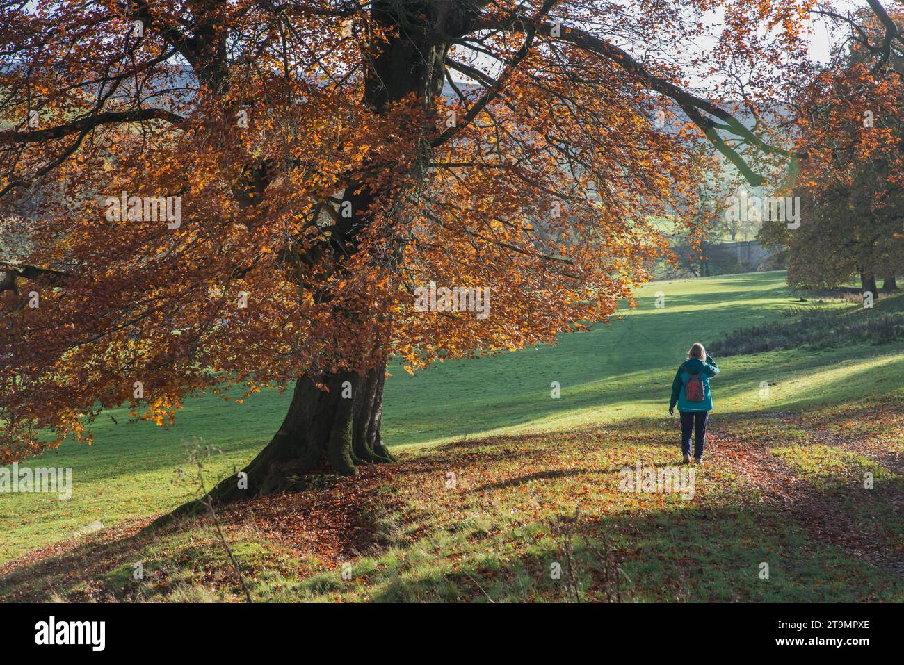 Frau mit Rucksack, die im Herbst auf dem Chatsworth Estate in Derbyshire, England spaziert Stockfoto