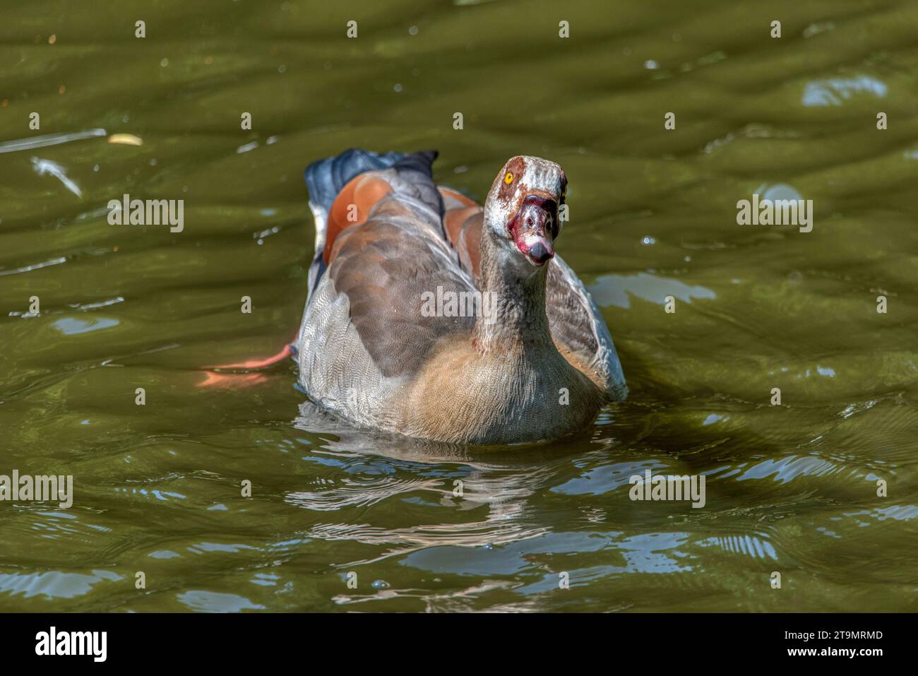 Alopochen aegyptiacus Ägypten Nil Gans oder Gänse, Vögel von Afrika anatidos anseriform ist eine von einer Familie, die derzeit nicht abgeschreckt Arten. zoo Stockfoto