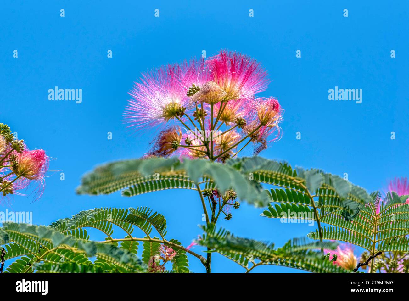 Rosa flauschige Blüten des persischen Seidenbaums (Albizia julibrissin). Japanische Akazie oder rosa Seidenbaum aus der Familie der Fabaceae. Natürlicher Hintergrund und t Stockfoto