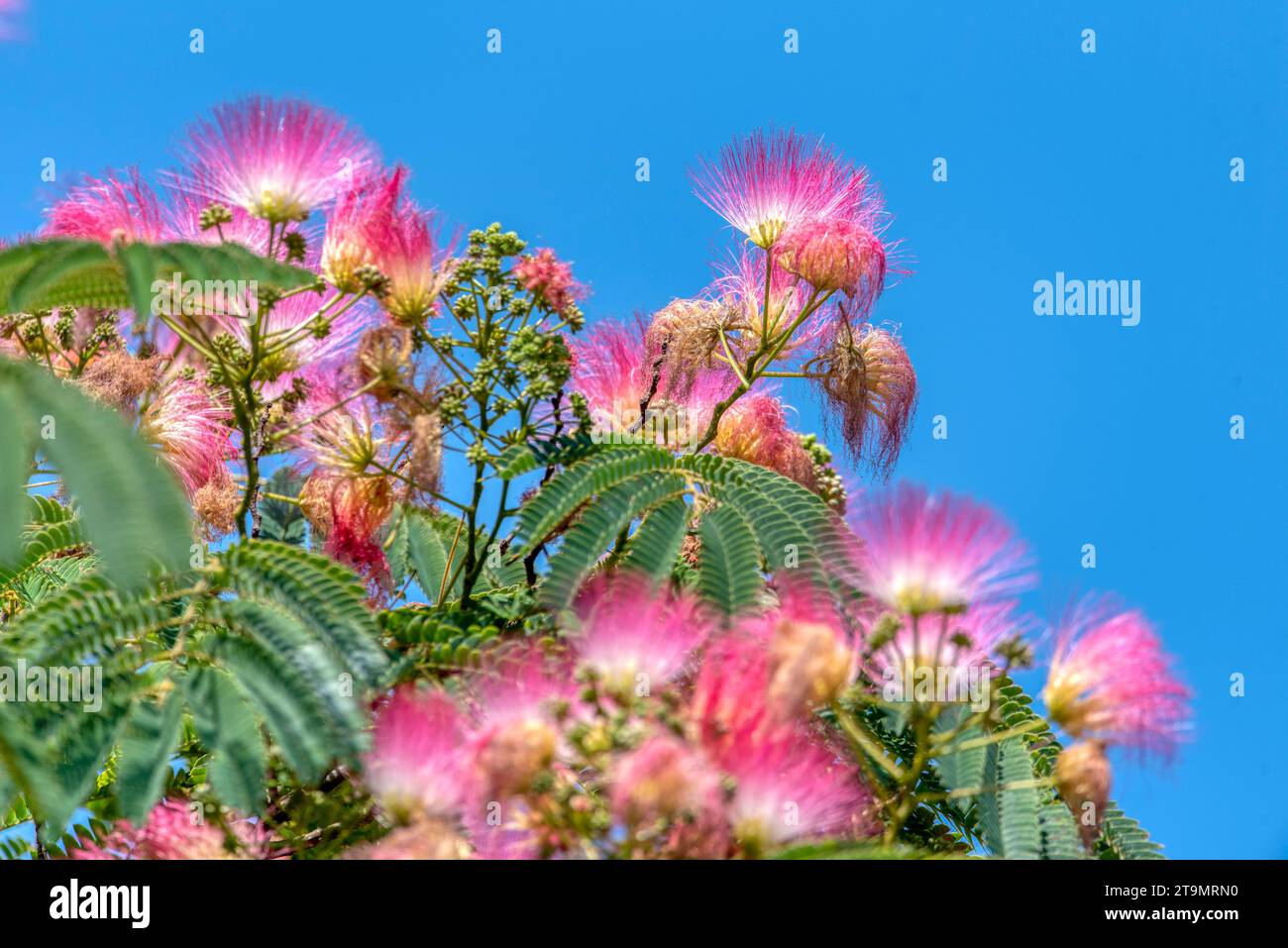 Rosa flauschige Blüten des persischen Seidenbaums (Albizia julibrissin). Japanische Akazie oder rosa Seidenbaum aus der Familie der Fabaceae. Natürlicher Hintergrund und t Stockfoto
