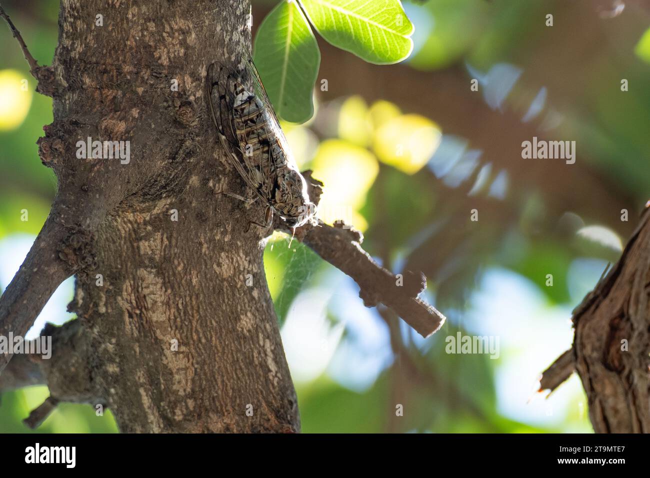 Die gryllidae auf dem Baum. Stockfoto