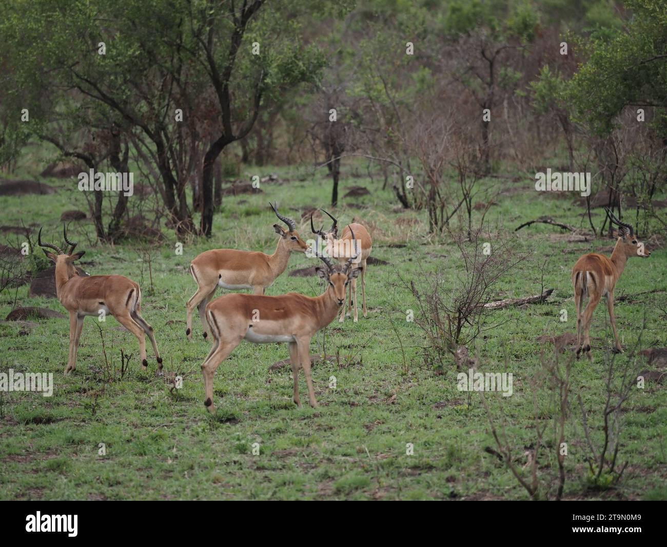 So genannte Junggesellengruppe männlicher Impalas (Aepyceros melampus) im Kruger-Nationalpark bei Skukuza, Südafrika. Stockfoto