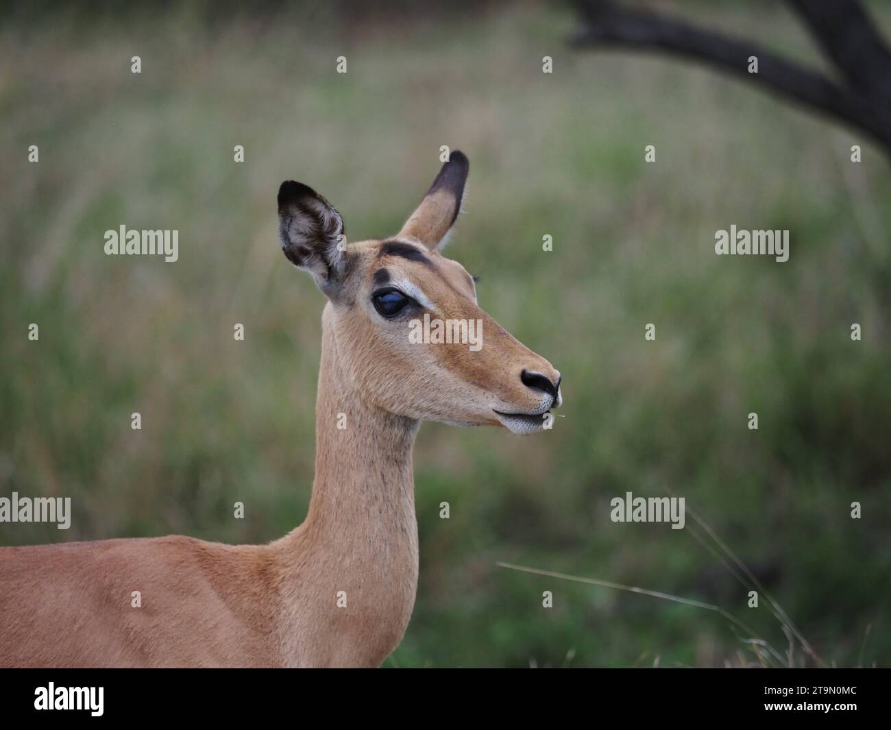 Einzelnes weibliches Impala-Porträt (aepyceros melampus) im Kruger-Nationalpark bei Skukuza, Südafrika. Stockfoto