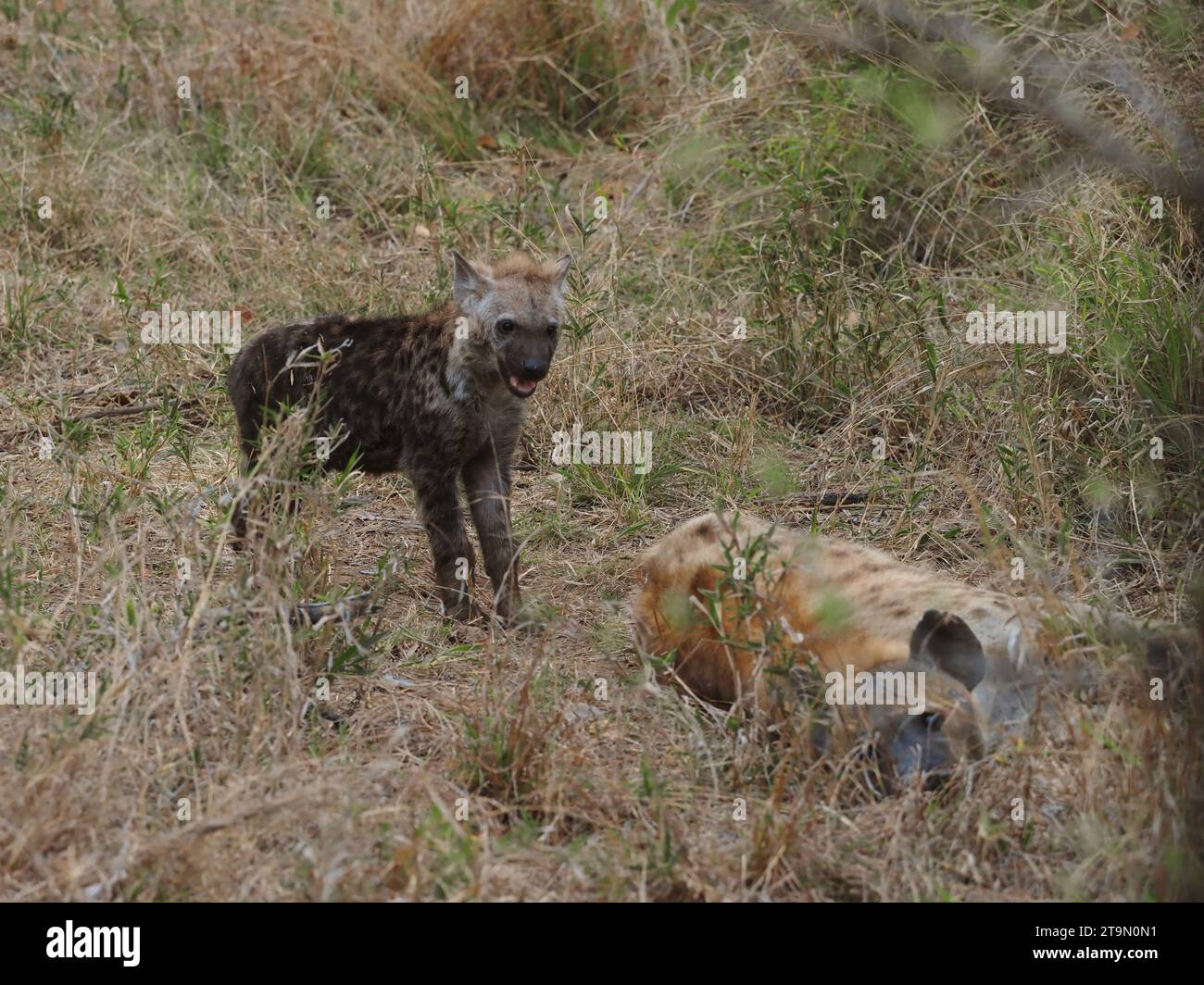 Junge gefleckte Hyänenjungen (crocuta crocuta) haben eine sehr dunkle Farbe, ihr Fell ändert sich, wenn sie älter sind. Kruger-Nationalpark, Südafrika Stockfoto