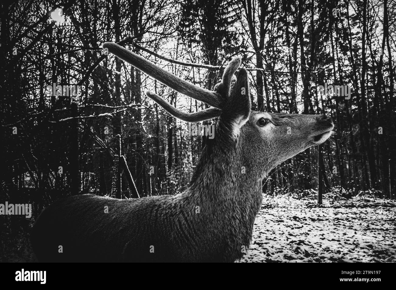 Ein wunderschönes Schwarz-weiß-Bild eines majestätischen Hirsches, der in einer ruhigen Waldlandschaft steht Stockfoto