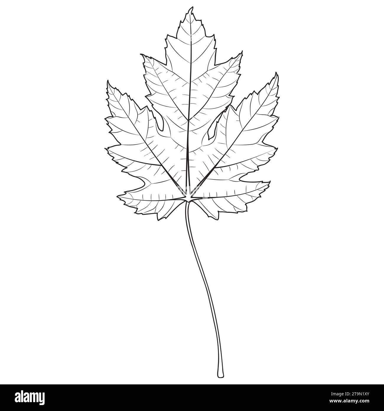 Silberne Ahornblatt-Umrisse, botanische Vektorillustration. Ahornbaum-Blatt-Silhouette, Malbuch-Seite. Stock Vektor