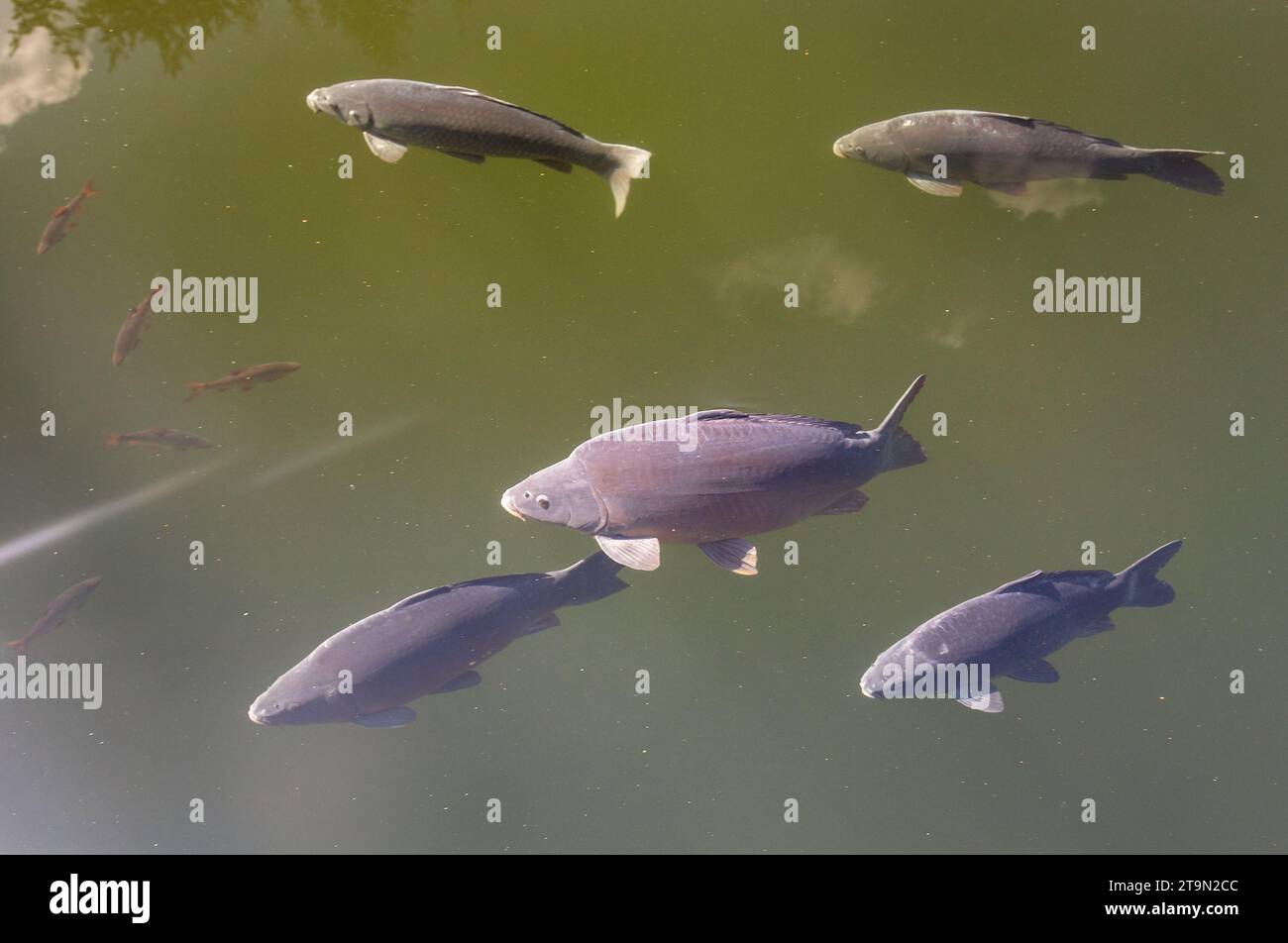 Karpfenherde im Teich, Eurasischer oder europäischer Karpfen auf