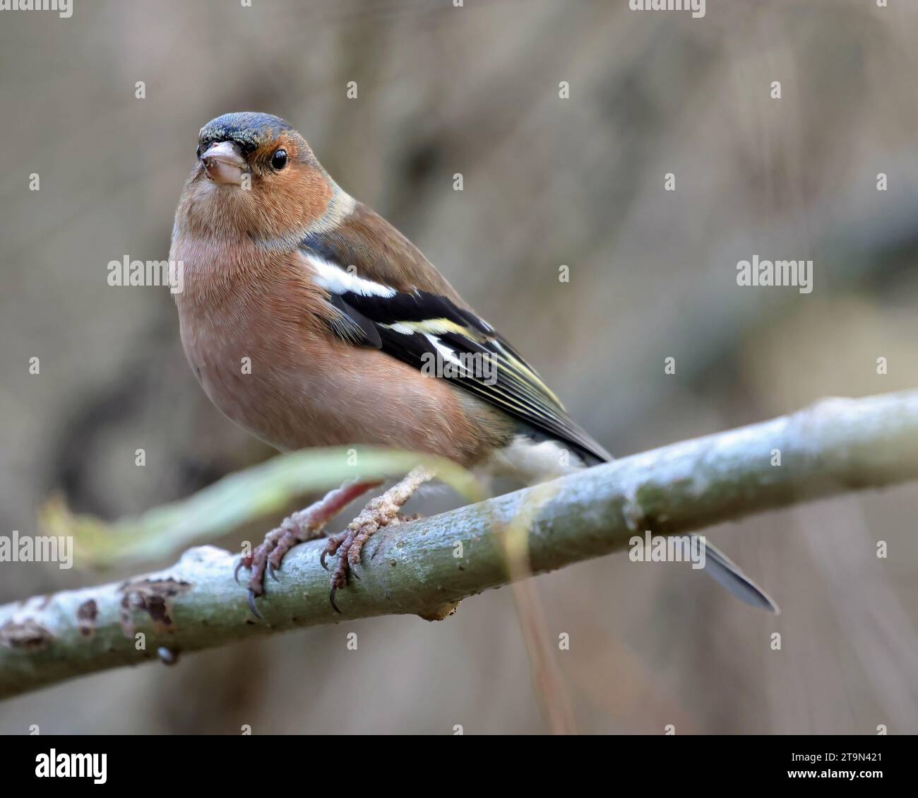 Gewöhnliche Chaffinch (Fringella-Coelebs) Stockfoto