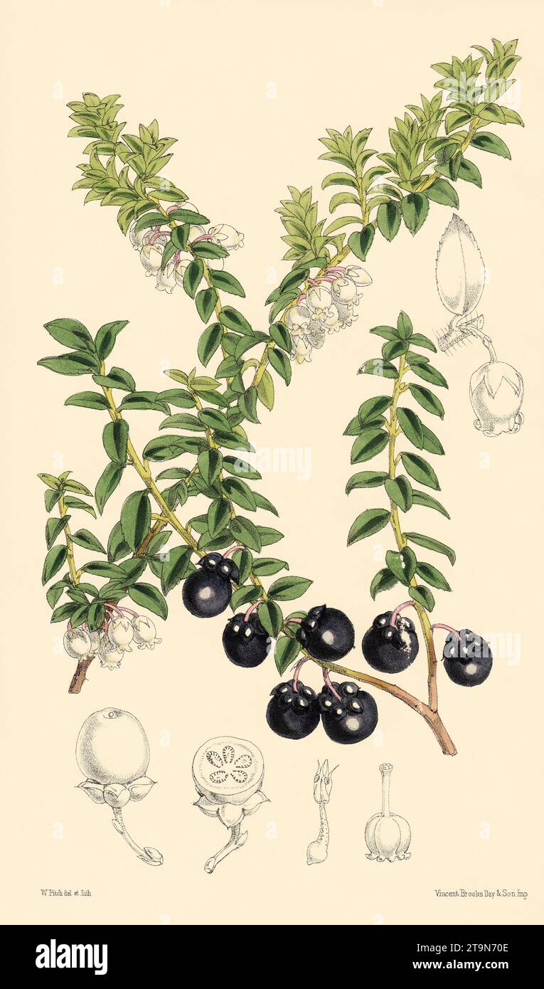 Pernettya prostrata [Syn. Gaultheria myrsinoides] - 1875 Curtis Botanischer Druck Stockfoto