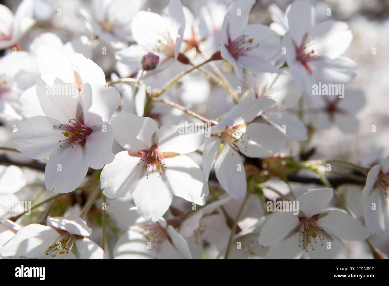 Foto, Blumenblätter, Nahaufnahme, Kirschbaum, Kirschblüte, Hintergrund, weiße Blumen, horizontal, Pflanze, Natur, Frühling, Wachstum, japan, Garten, S. Stockfoto