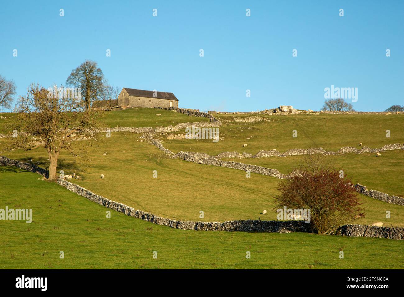 Eine Bauernlandschaft im Peak District mit Trockenmauern und Schafen im Derbyshire Village Hartington Stockfoto