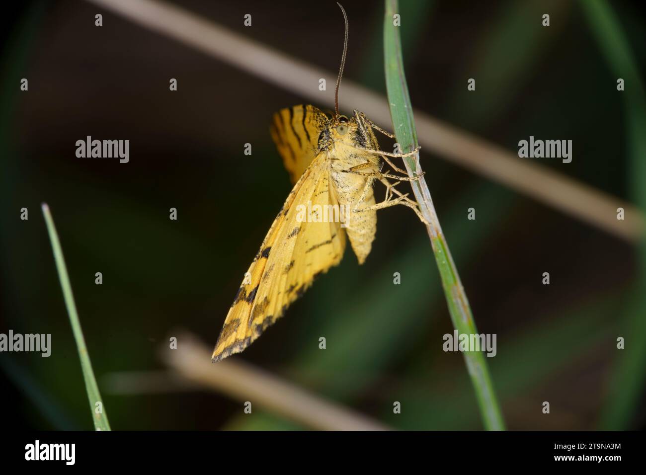 Pseudopanthera macularia Familie Geometridae Gattung Pseudopanthera gesprenkelte gelbe Motte wilde Natur Insektentapete, Bild, Fotografie Stockfoto