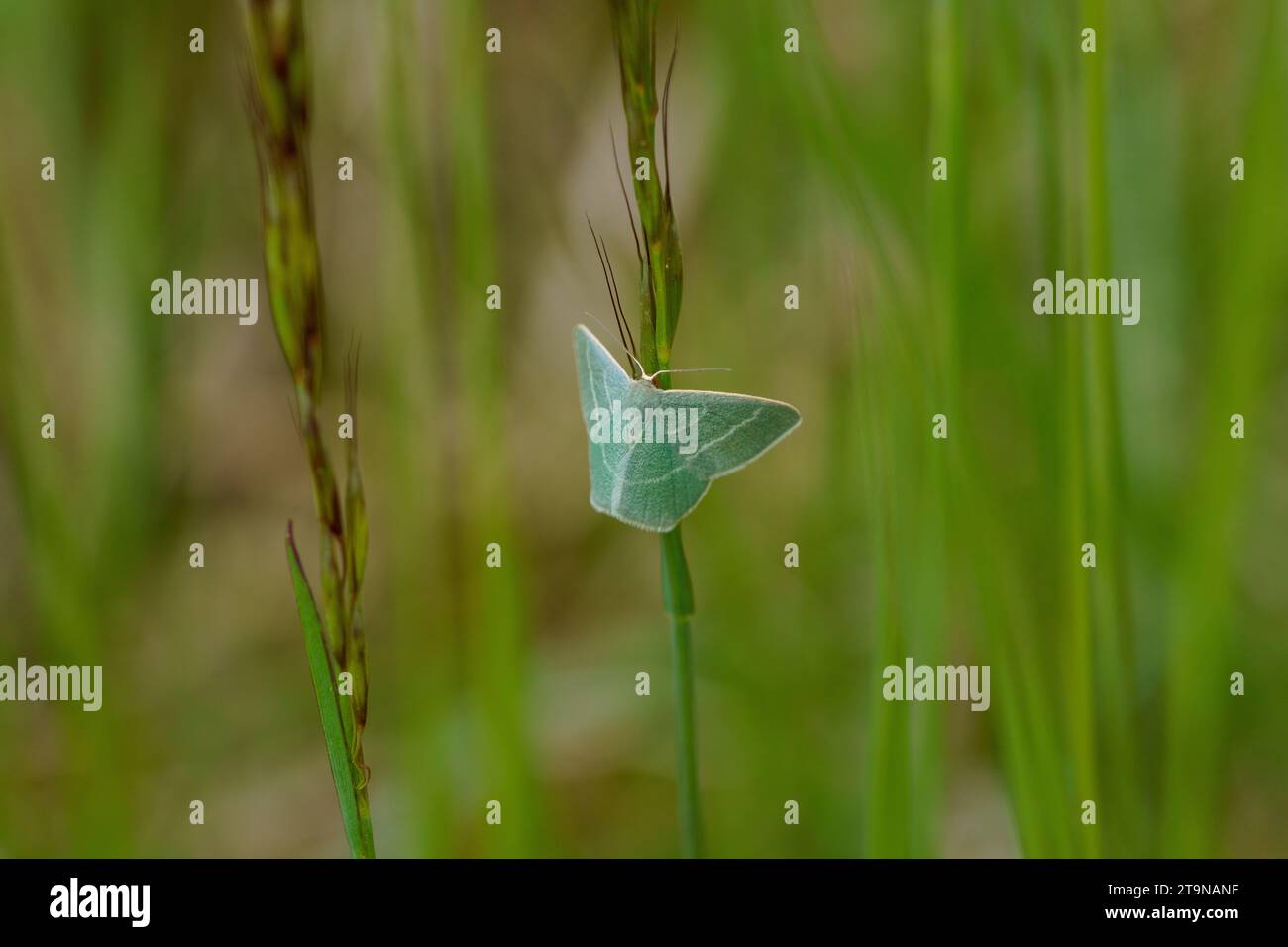 Chlorissa viridata Familie Geometridae Gattung Chlorissa kleines Gras Smaragdmotte wilde Natur Insektentapete, Bild, Fotografie Stockfoto