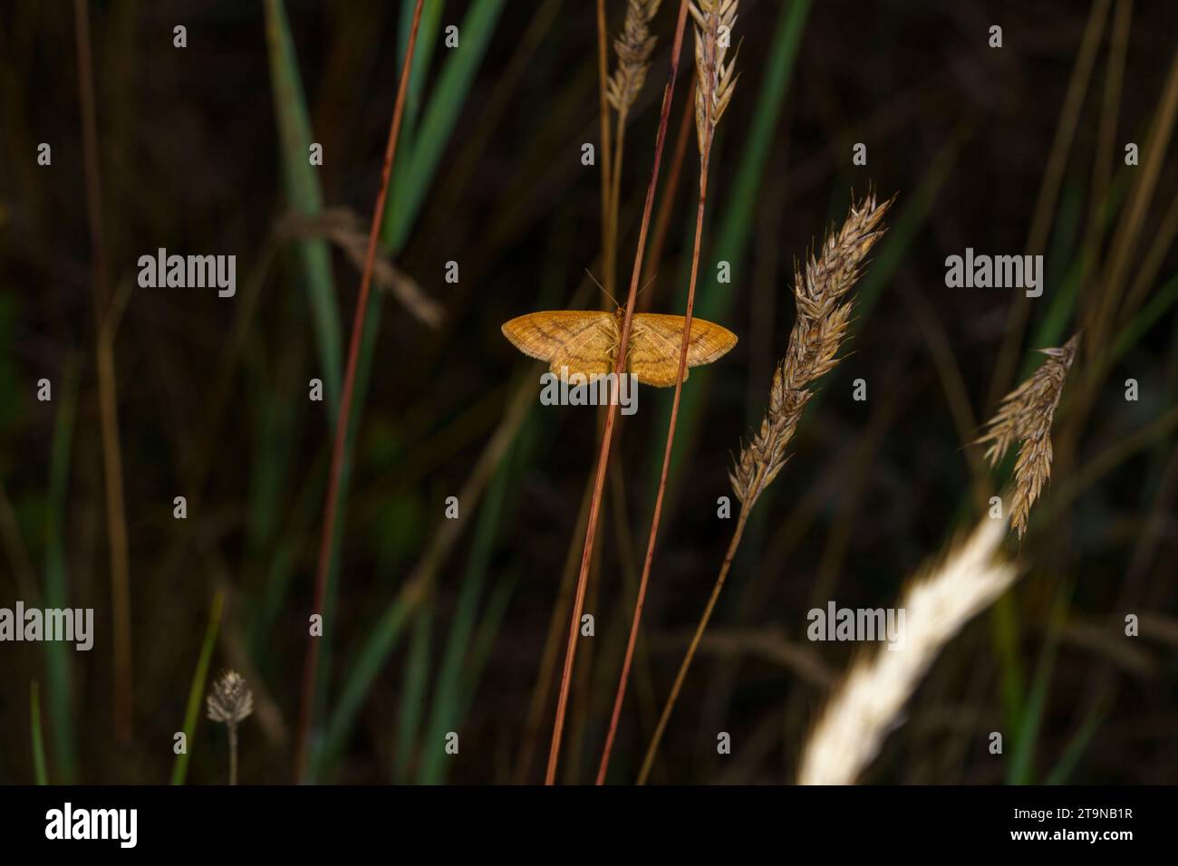 Idaea serpentata Familie Geometridae Gattung Idaea helle Welle Motte wilde Natur Insekten Tapete, Bild, Fotografie Stockfoto
