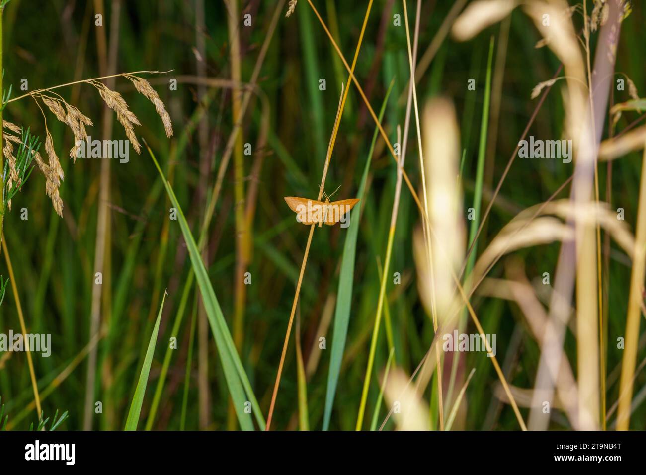 Idaea serpentata Familie Geometridae Gattung Idaea helle Welle Motte wilde Natur Insekten Tapete, Bild, Fotografie Stockfoto