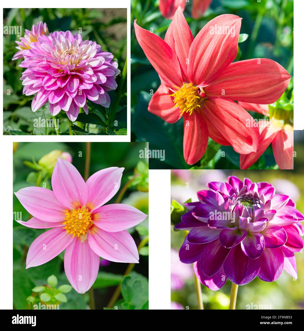 Collage von Fotos von Dahlienblüten. Stockfoto
