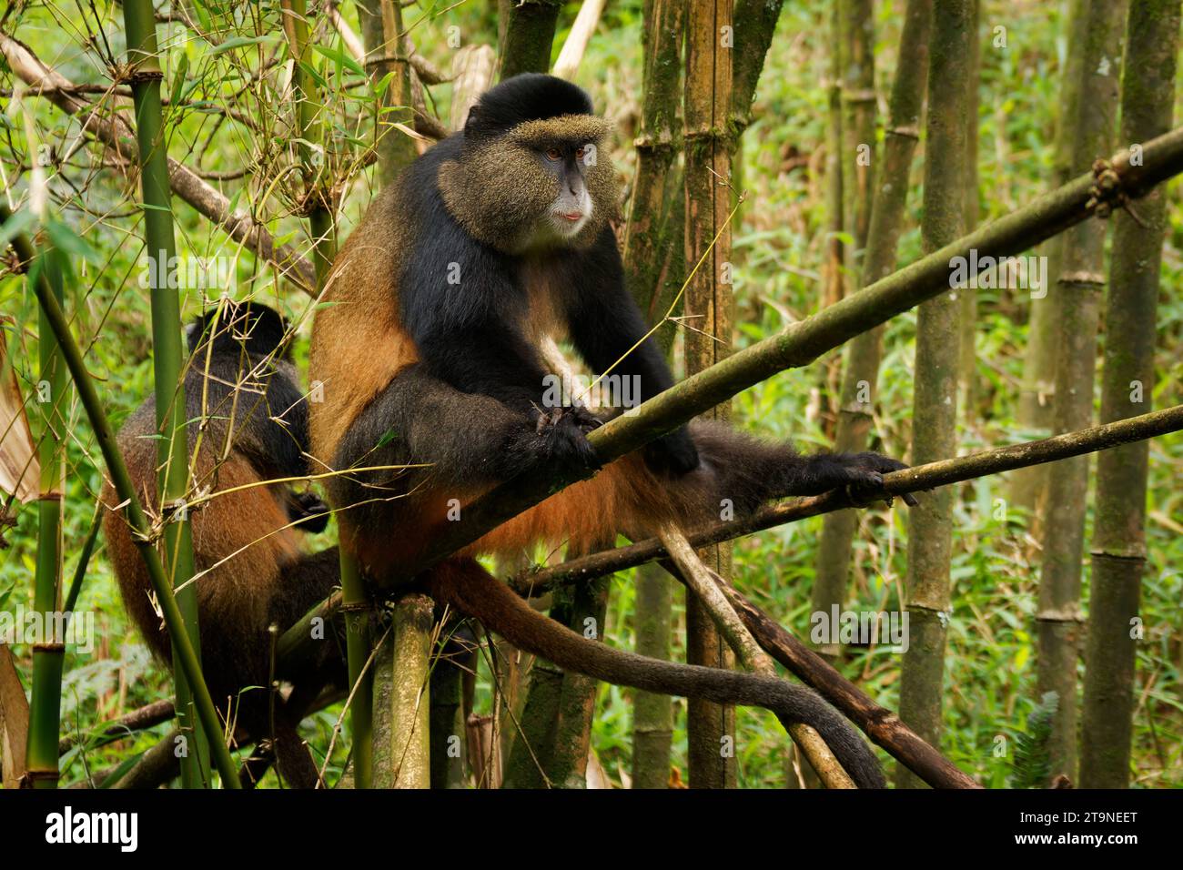 Goldener Monkey – Cercopithecus kandti ursprünglich eine Unterart des Blauen Affen (Cercopithecus mitis kandti), der in Mgahinga in Uganda, den Vulkanen in Rwan, gefunden wurde Stockfoto