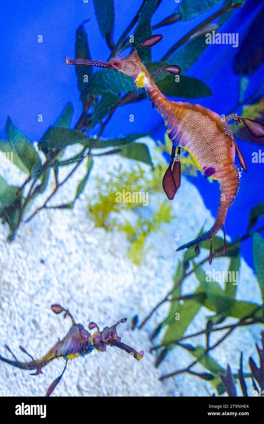 Wasserhahn im Aquarium in Barcelona Spanien Stockfoto