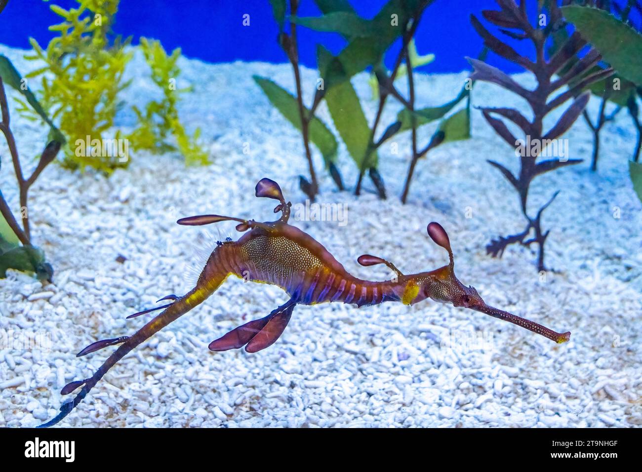 Wasserhahn im Aquarium in Barcelona Spanien Stockfoto