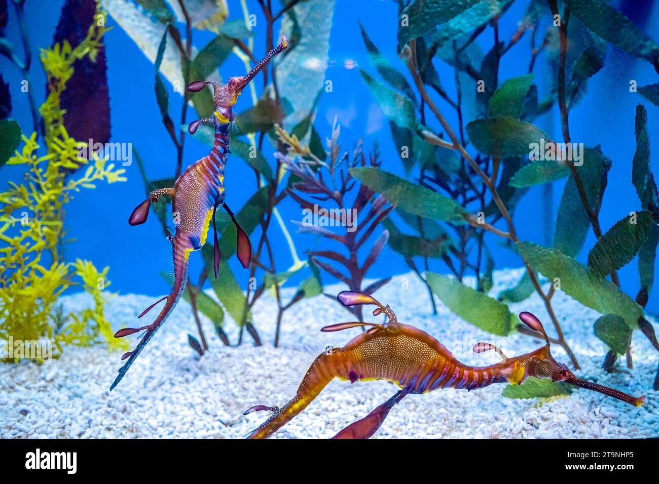 Wasserhahn im Aquarium in Barcelona Spanien Stockfoto