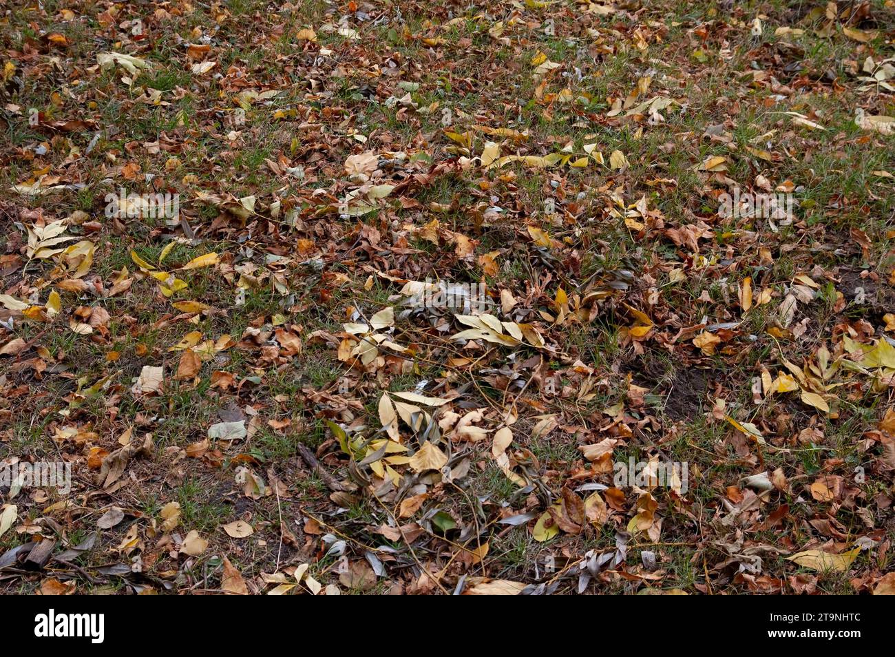 Herbsthintergrund: Gefallene Blätter zwischen trockenem Gras Stockfoto