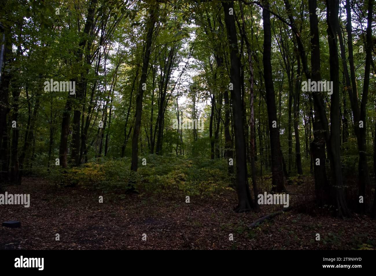 Hintergrund des Frühherbstes: Grüner Wald und herabfallende Herbstblätter Stockfoto