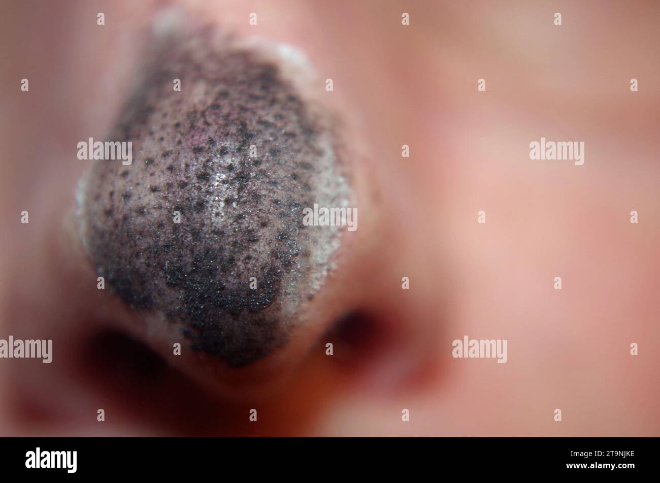 Der Verlierer im Spiel, Black Peter. Stockfoto