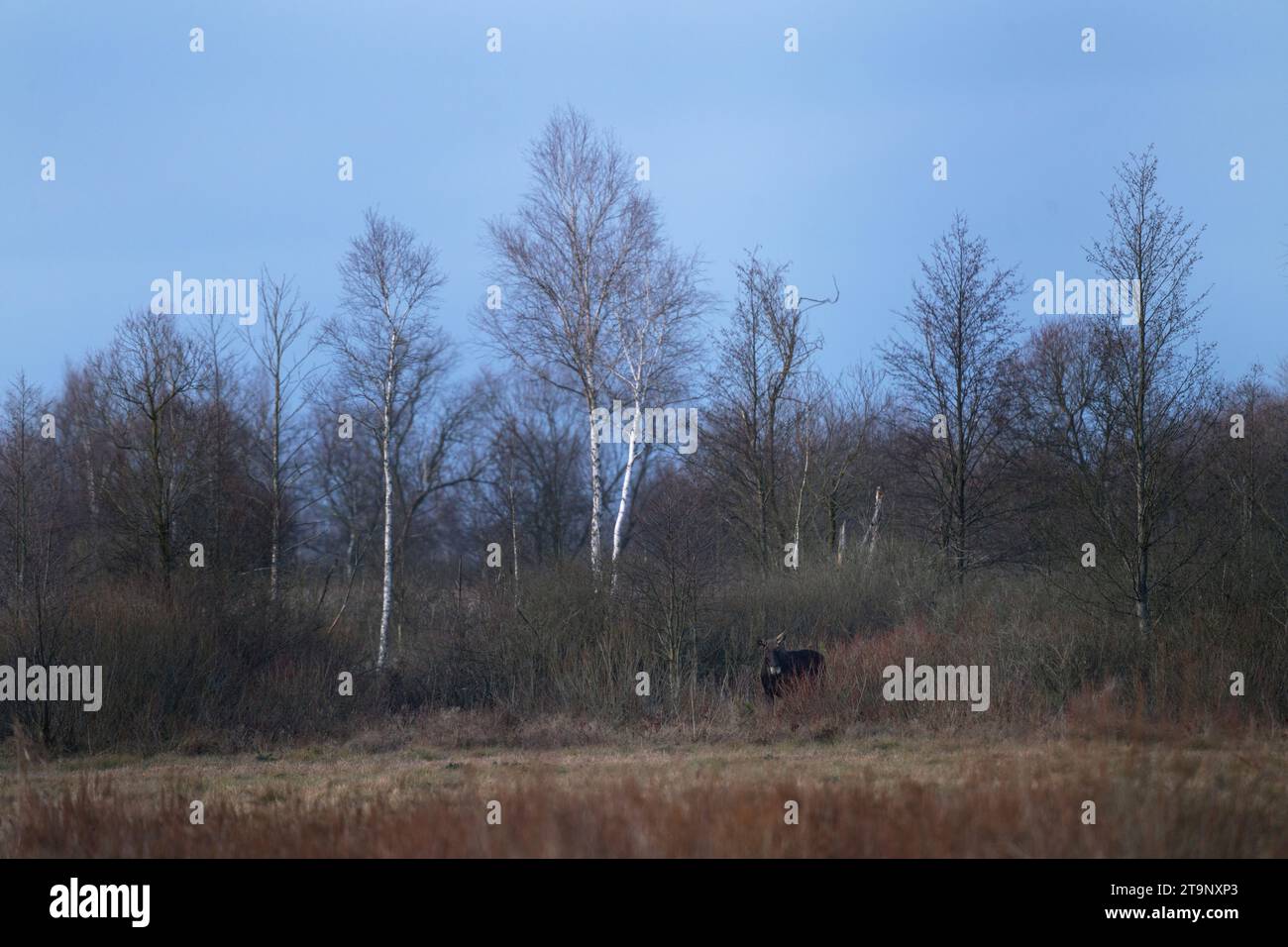 Europäischer Elch im Nationalpark Biebrza. Elche ohne Geweih im Winter in Polen. Polens Landschaft mit dem Elch. Stockfoto