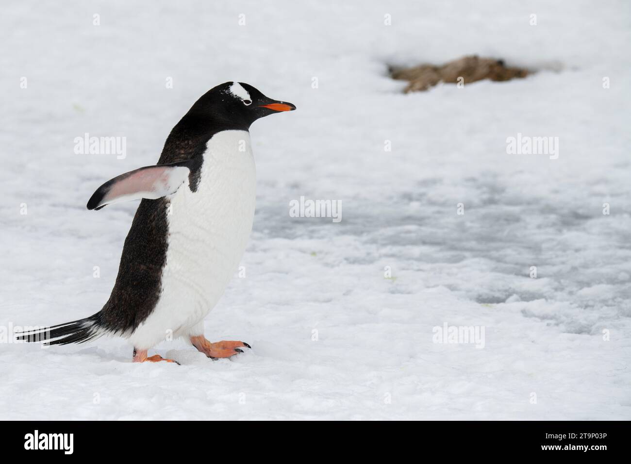 Antarktis, Brown Bluff. Gentoo-Pinguin. Stockfoto
