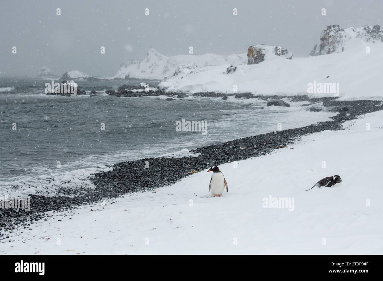 Antarktis, Süd-Shetland-Inseln, Half Moon Bay. Gentoo-Pinguine (Pygoscelis papua) am schwarzen Strand im Schnee. Stockfoto