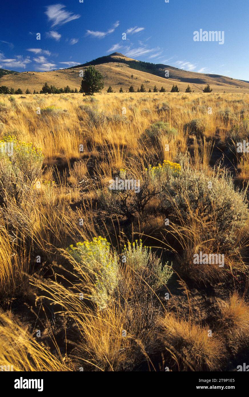 Rangeland entlang der Pine Mountain Rd, Prineville District Bureau of Land Management, Oregon Stockfoto