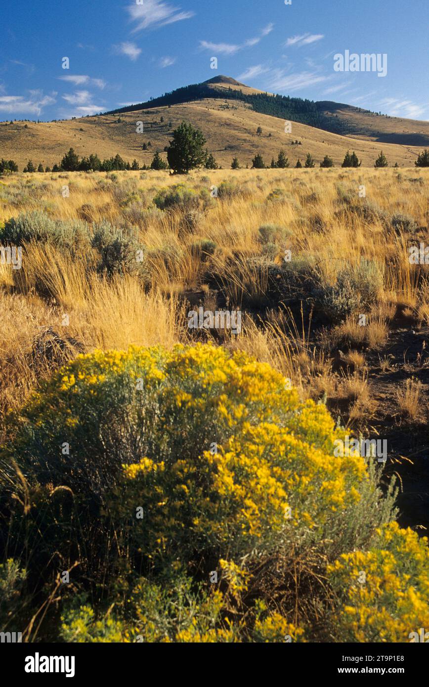 Rangeland entlang der Pine Mountain Rd, Prineville District Bureau of Land Management, Oregon Stockfoto