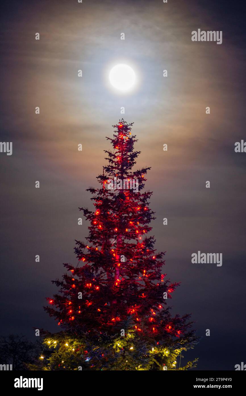 Weihnachtsbaum im Freien mit Weihnachtslichtern dekoriert, Weihnachtsdekoration im Freien unter dem Licht des Vollmondes Stockfoto