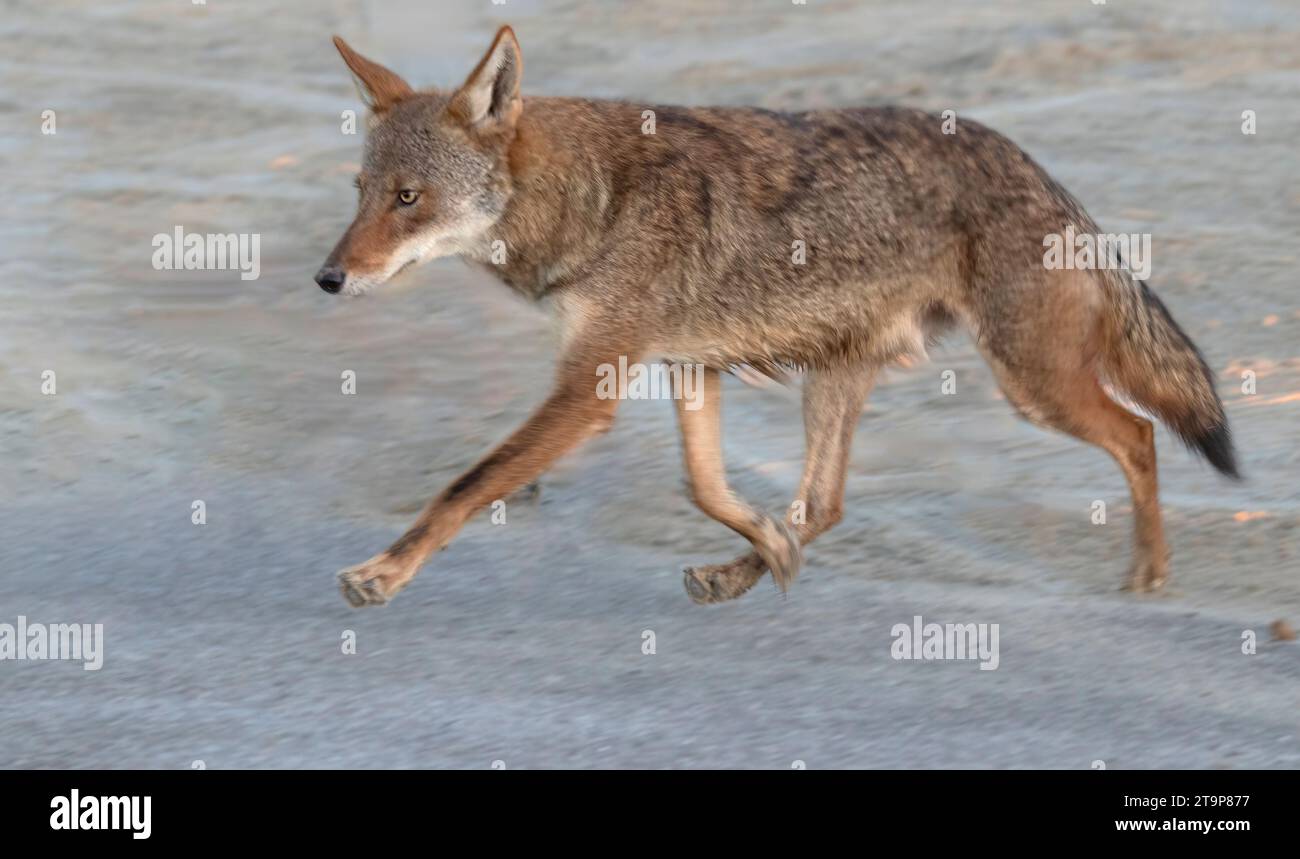 Ein Geisterwolf von Galveston Island (Hybrid aus Kojoten und rotem Wolf) Stockfoto