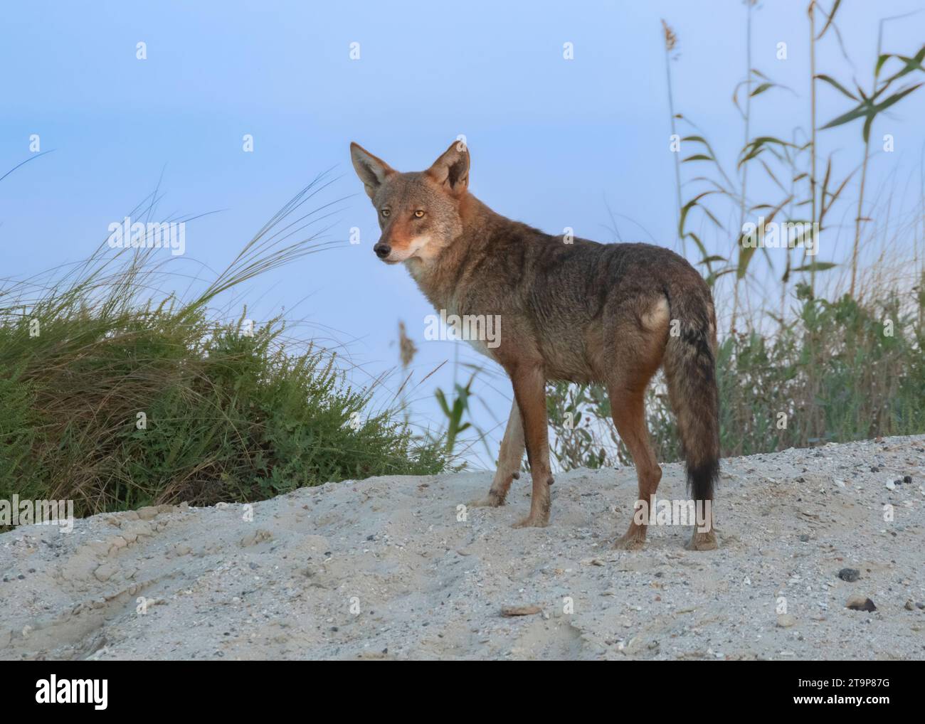 Ein Geisterwolf von Galveston Island (Hybrid aus Kojoten und rotem Wolf) Stockfoto