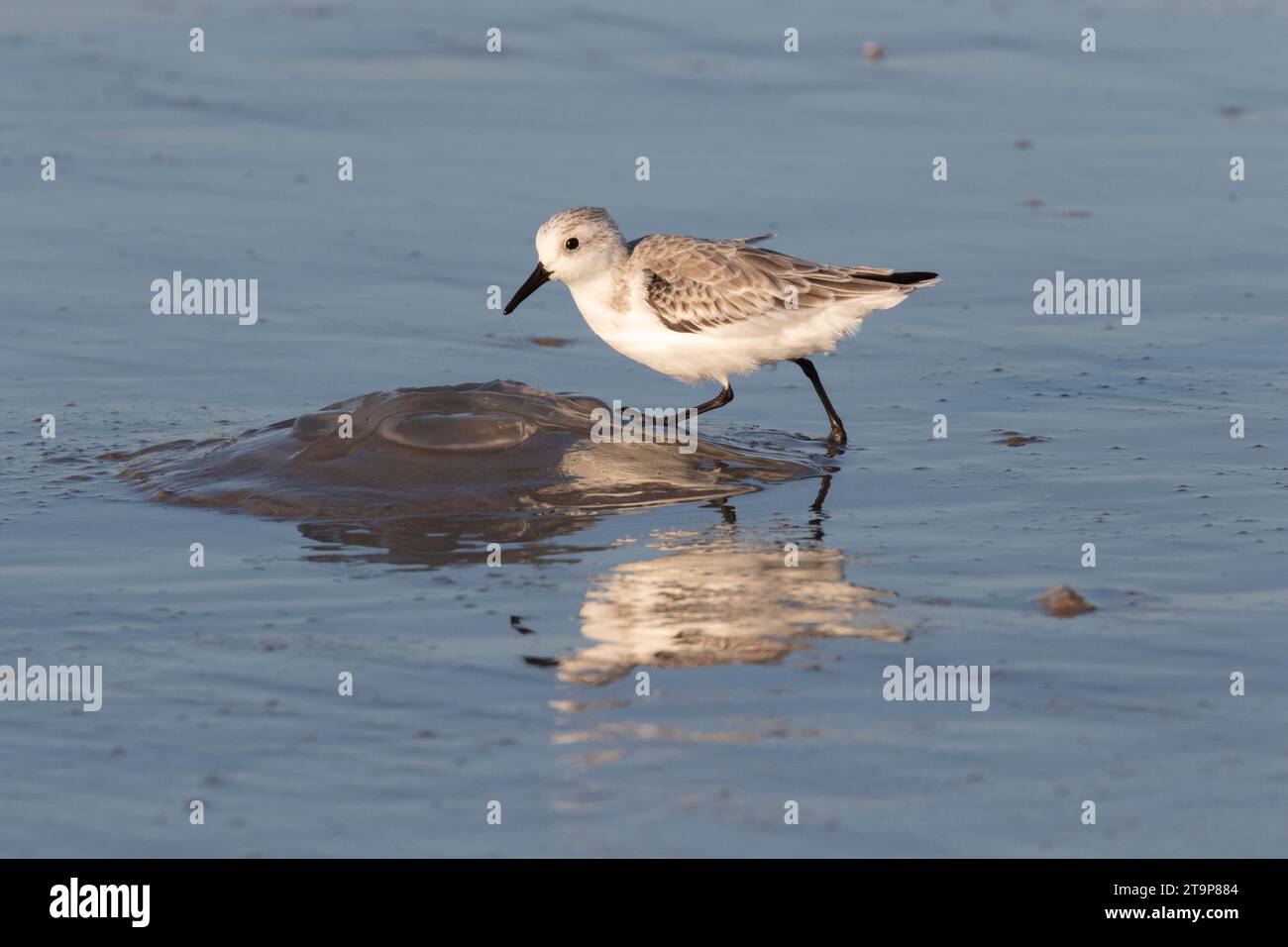 Sanderling im Wintergefieder füttern am Strand, Galveston, Texas Stockfoto