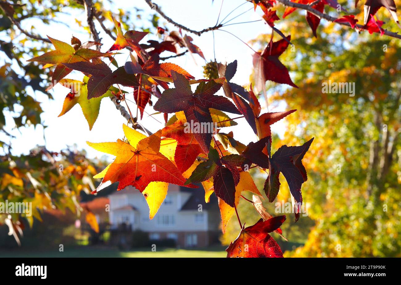 Sweetgum Hinterlässt Atemberaubend Buntes Herbstlaub Stockfoto