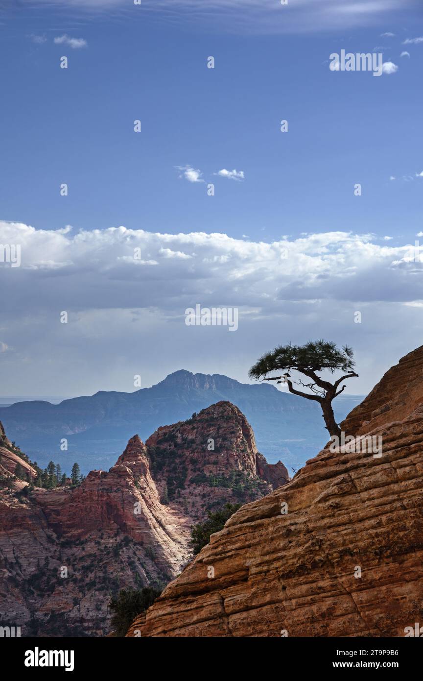 Vertikales Bild einer einsamen Kiefer, die auf einer Sandsteinklippe im Zion-Nationalpark in Utah wächst Stockfoto
