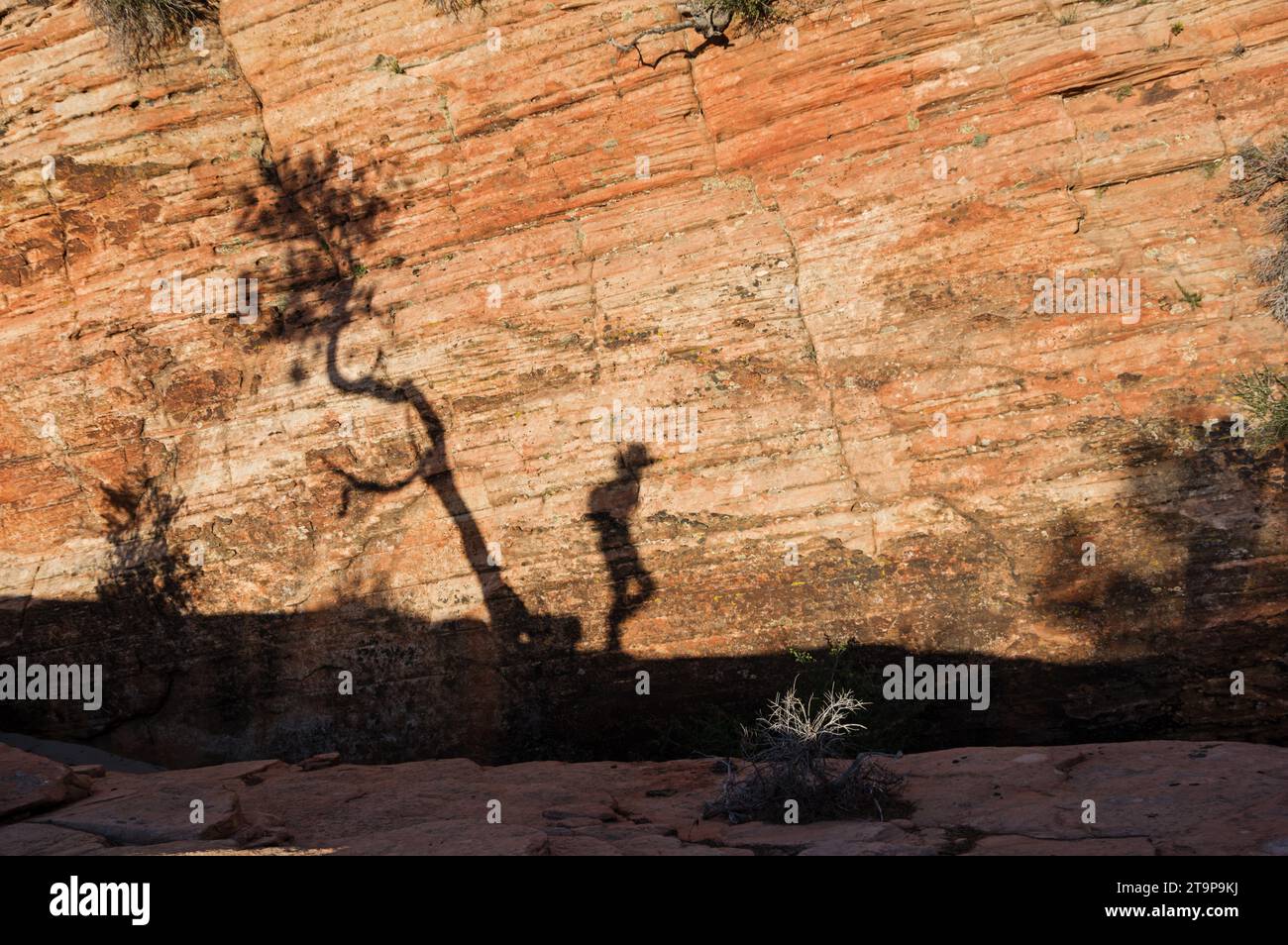 Der Schatten eines Wanderers spaziert auf einer Sandsteinklippe im Zion-Nationalpark Stockfoto