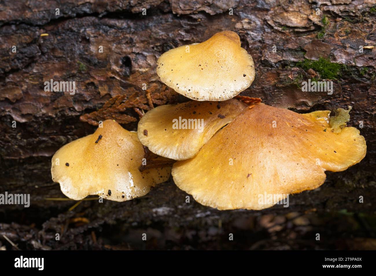 Eine Nahaufnahme von Konkuspilzen auf einem gefallenen Baumstamm in Nord-Idaho. Stockfoto