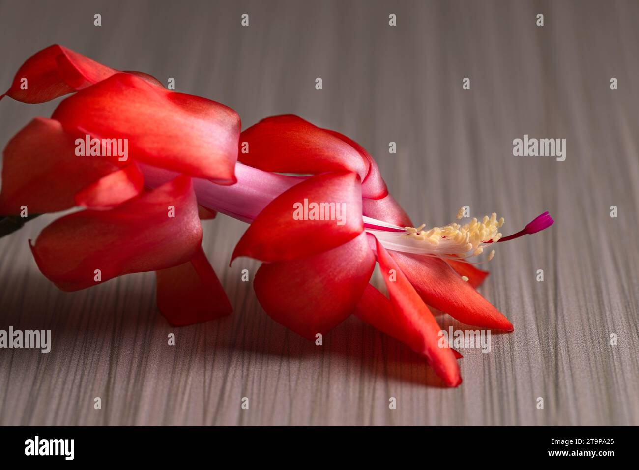 Ein Nahfoto einer Weihnachtskaktusblume auf einem Tisch. Stockfoto